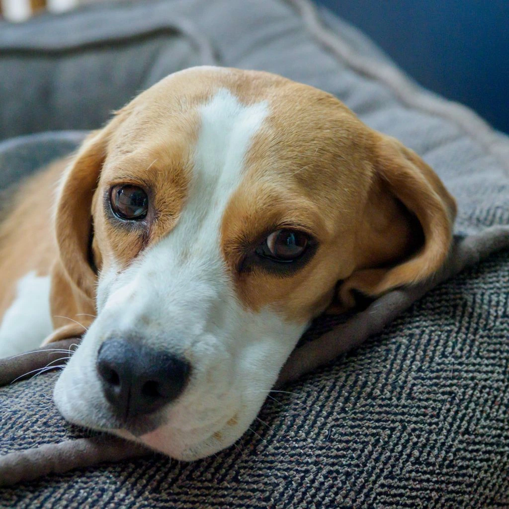 A senior beagle and a senior cat resting together on a sunlit windowsill