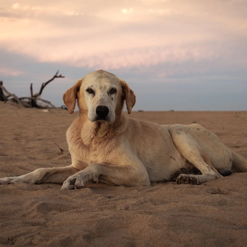 A senior golden retriever gently climbing porch steps in warm morning light.