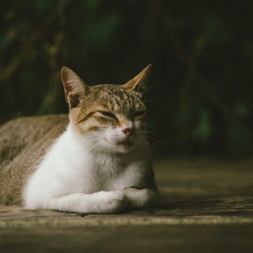 A tabby cat resting on a windowsill beside a properly stored insulin vial and syringe.