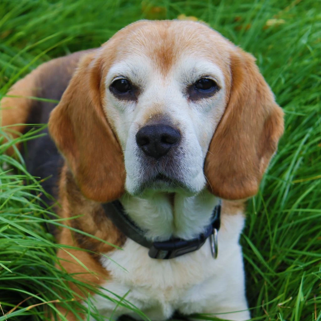 A beagle relaxing by a window on a rainy day, illustrating environmental allergies context.