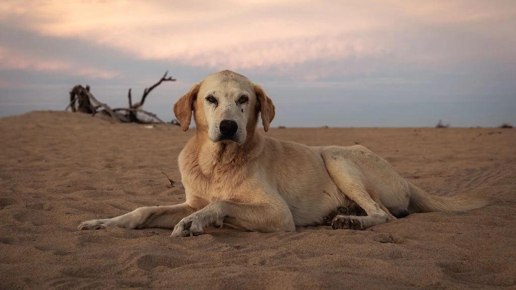A calm senior golden retriever resting on a sunlit porch.