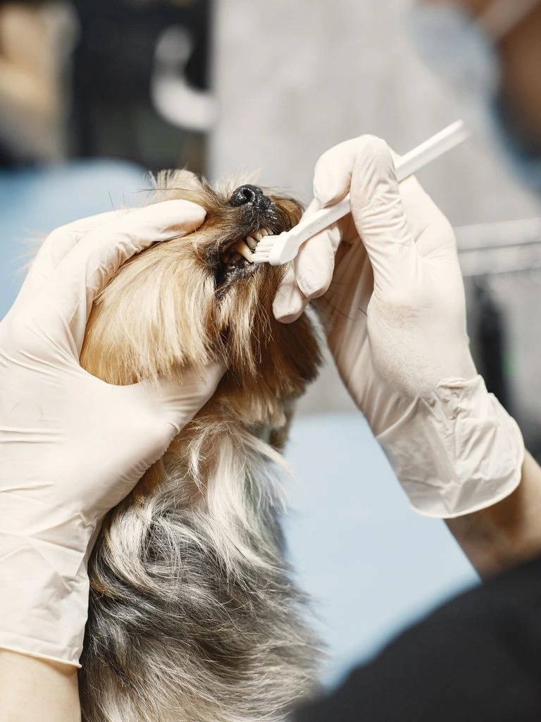 A veterinarian in a clinic office reviewing a prescription at her desk.